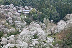 揚げピッツァ　PANZEROTTI