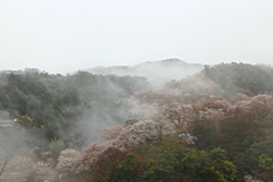 fioritura（フィオリトゥーラ）